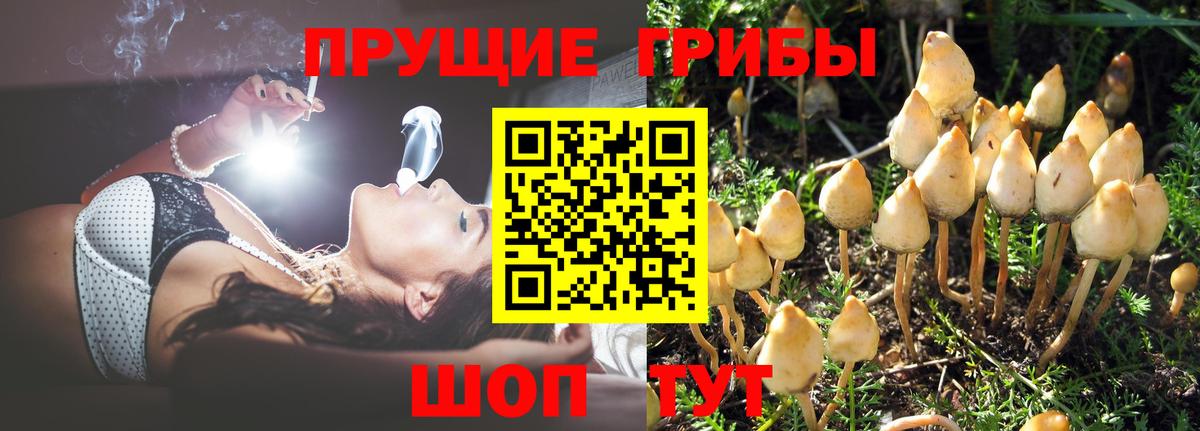 Псилоцибиновые грибы Cubensis  Вход с VPN  Тобольск 